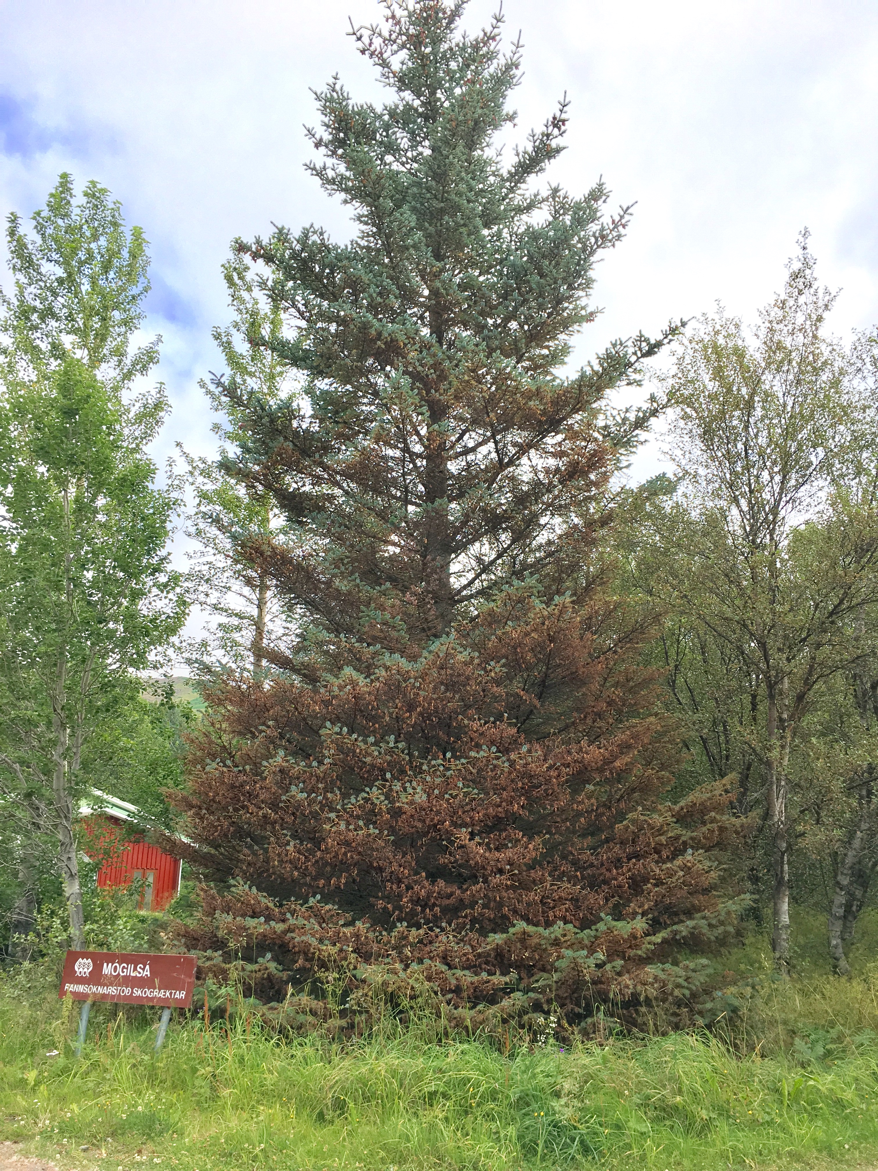 Sitkalús_BH (1).jpg